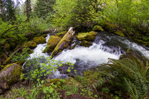 Preview: Close Up Of A Pristine Spring Flowing Thru The Woods In Oregon