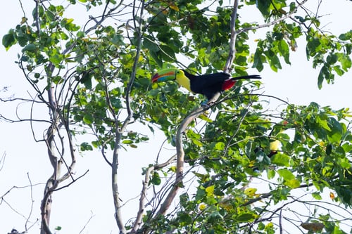 Preview: Keel Billed Tucan, A Beautiful Bird With Vivid Colors Perched On A Tree In The Rainforest Of Costa
