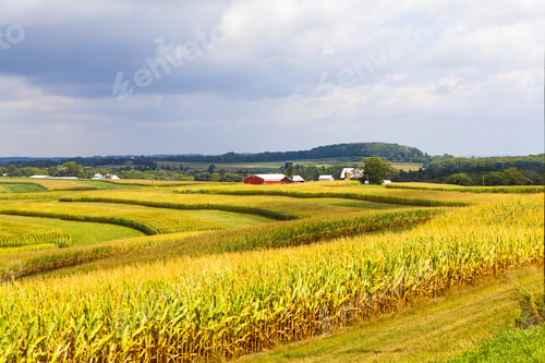 Preview: American Countryside Corn Field With Stormy Sky
