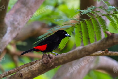 Preview: Close Up Of A Small Little Black Bird Perched On A Tree Branch In The Costa Rican Rainforest