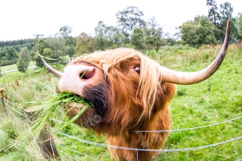 Preview: Close Up Of A Brown Highland Bull In Fresh Green Pastures In The Scottish Highlands