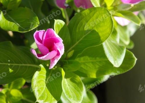 Preview: Vinca Plants With Purple And White Flowers 9884