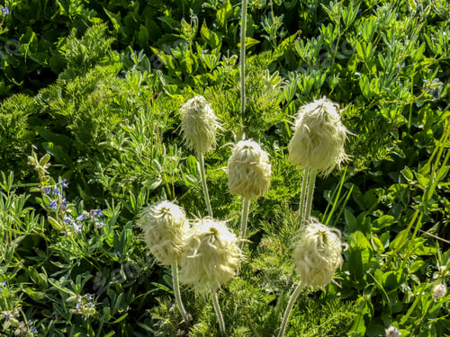 Preview: Western Anemone In Mt Rainier,Wa Usa