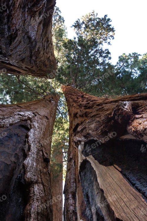 Preview: Looking Up Perspective Of A Grouping Of Giant Sequoias In The Sequoia National Park In California