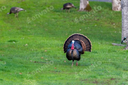 Preview: Adult Male Tom Turkey Showing Off His Colorful Feathers On A Green Spring Morning