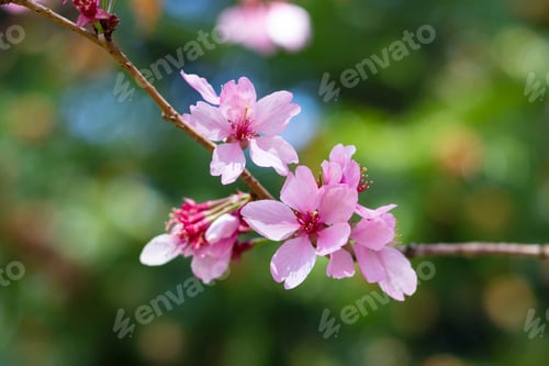 Preview: Closeup Of Beautiful Pink Cherry Blossoms In Spring