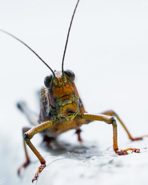 Preview: Close Up Of A Giant Tropical Grasshopper Standing On White Concrete At The Edge Of A Pool In Costa