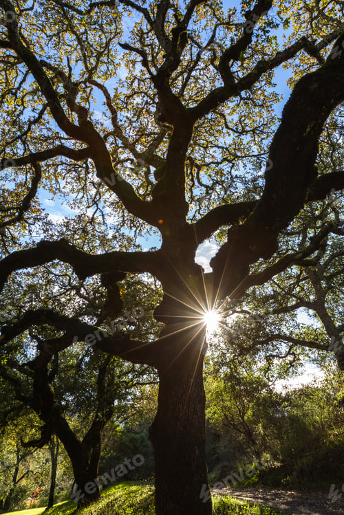 Preview: Beautiful Oak Tree With A Starburst From The Sunshine Peaking Around The Back