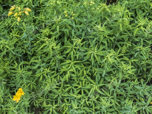 Preview: Alstroemeria Plants, Forming A Texture Of The Leaves And Flowers. Bulb Plant Of Patagonia Region