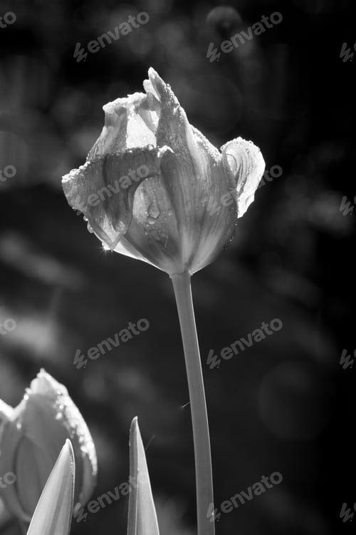 Preview: Tulip In Black And White