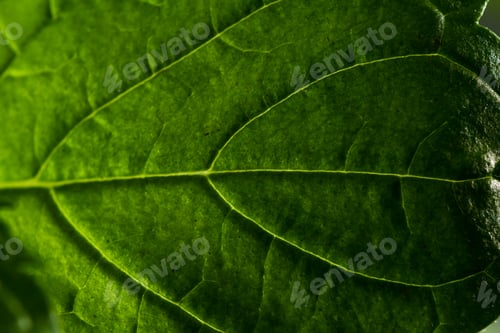Preview: Fresh Organic Mint Close Up With Low Light And Great Detail Of The Leaf