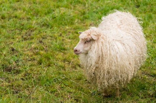 Preview: Sheep Grazing On Green Grass On Norwegian Farm Near Bergen