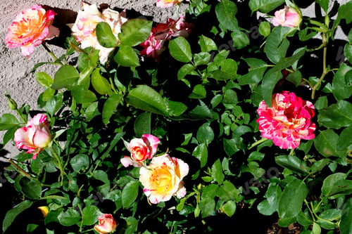 Preview: A Rose Bush With Bright Pink And White Swirl Flowers 9746