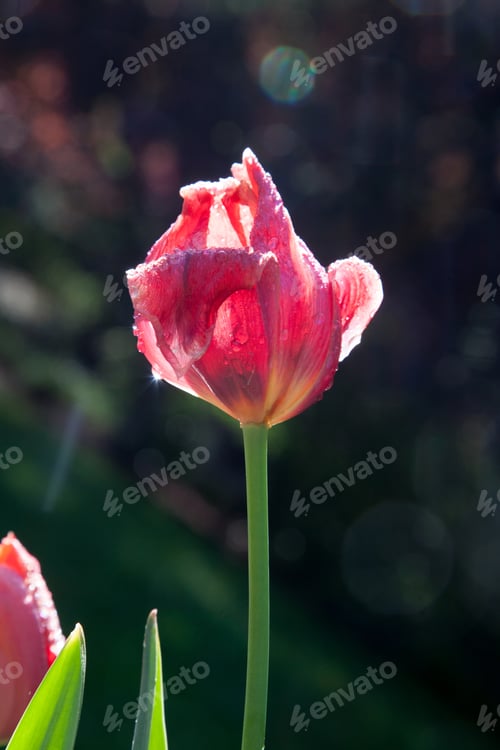 Preview: Red Tulip Outdoors In The Sunshine