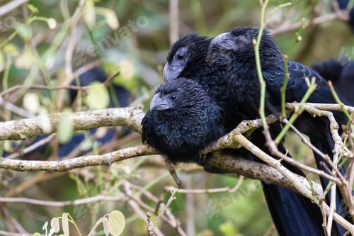 Preview: Close Up Of A Group Of Groove Billed Anis Perched On A Small Branch In The Rainforest Of Costa Rica