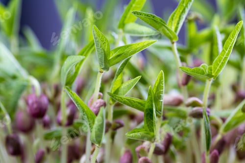 Preview: Close Up Of A Group Of Green Soybean Sprouts With Long Stems And Green Leaves