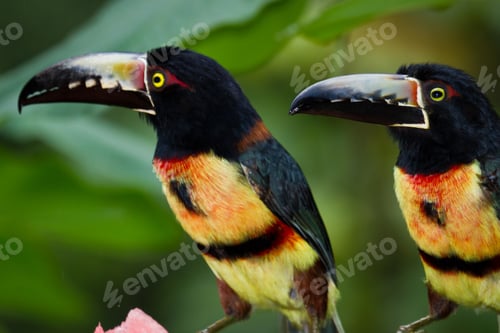 Preview: Medium Size Aracari Toucan In The Rainforest Of Belize