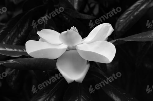 Preview: Magnolia Flower Blooming On The Tree