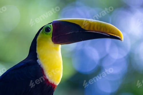 Preview: Close Up Of A Chestnut Mandibled Toucan In Tropical Costa Rica