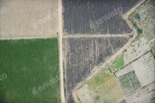 Preview: Aerial View Of Farm. Sugar Cane Agriculture.