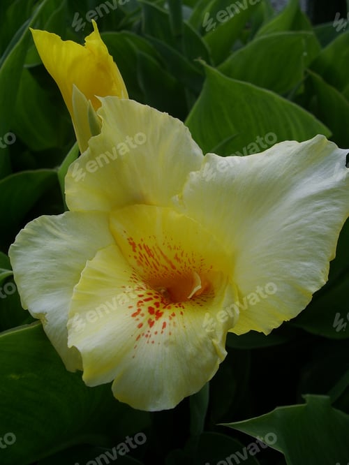 Preview: A Bush With Yellow Lilies Wien21