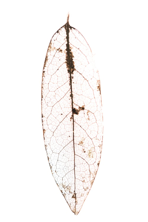 Preview: Close Up Of A Dried Leaf Tumbled In The Wind Leaving Behind Only The Structural Veins Isolated On A