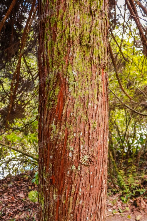 Preview: Brazil, Rio Grande Do Sul, Gramado Canela, Lago Negro Park And Nature Lake Extraordinary Texture