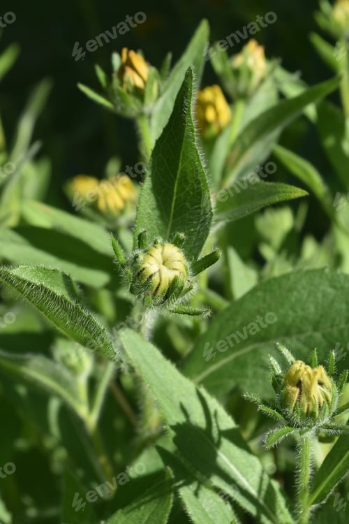Preview: Captivating Budding Black Eyed Susan In A Garden