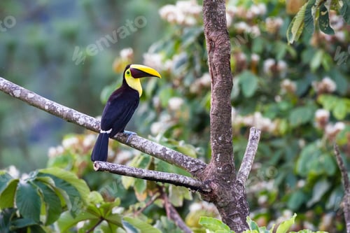Preview: Chestnut Mandible Toucan Perched On A Branch In San Carlos Costa Rica