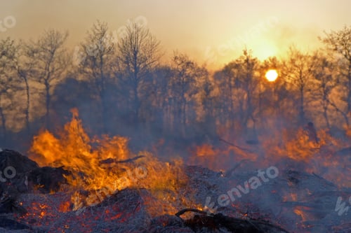 Preview: Fire In Front Of A Row Of Trees At Sunset