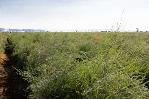Preview: Organic Asparagus Field. Agriculture Landscape.