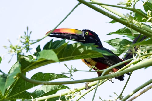 Preview: Fiery Billed Aracari Perched On A Small Green Tree In The Costa Rican Southern Pacific