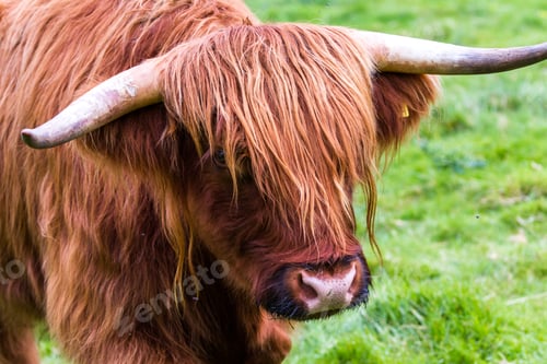 Preview: Young Highland Bull In Fresh Green Grass In The Scottish Highlands