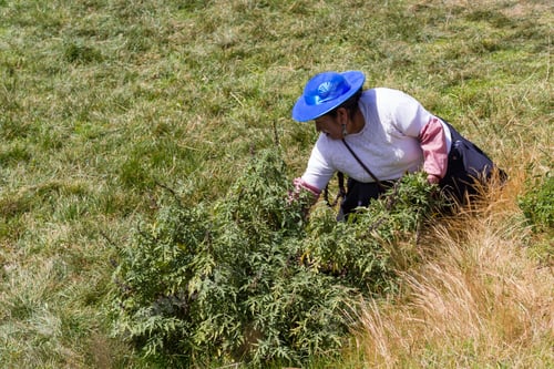 Preview: Cusco, Peru - May 14 : Woman Working On The Grounds The Ancient Site Of Saqsaywaman. May 14 2016