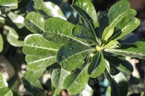 Preview: A Closeup Of An Adenium Plant Caudex And Leaves 2703