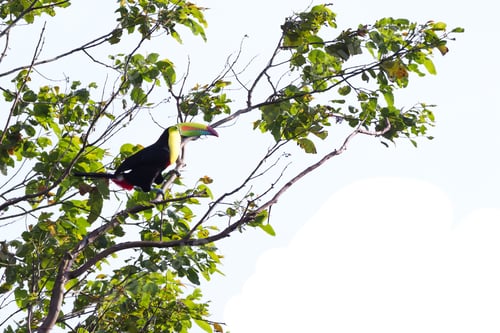 Preview: Keel Billed Tucan, A Beautiful Bird With Vivid Colors Perched On A Tree In The Rainforest Of Costa