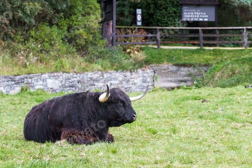 Preview: Perthshire Scotland - September 12 2019: Black Highland Bull Standing Near The Entrance To The