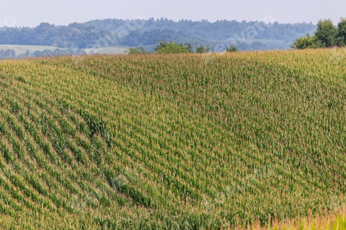 Preview: Rows Of Corn In A Field Of Rolling Hills Rural Agricultural Landscape