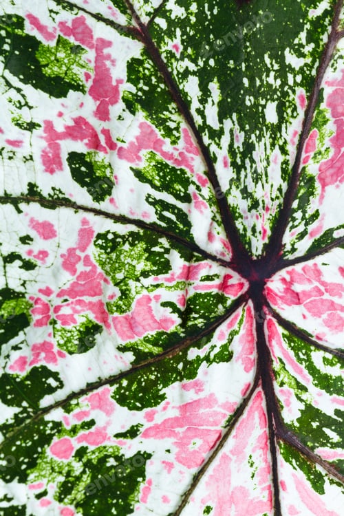 Preview: Close Up Of A Colorful Leaf With Reds, Greens, And White Found On A Plant In Costa Rica