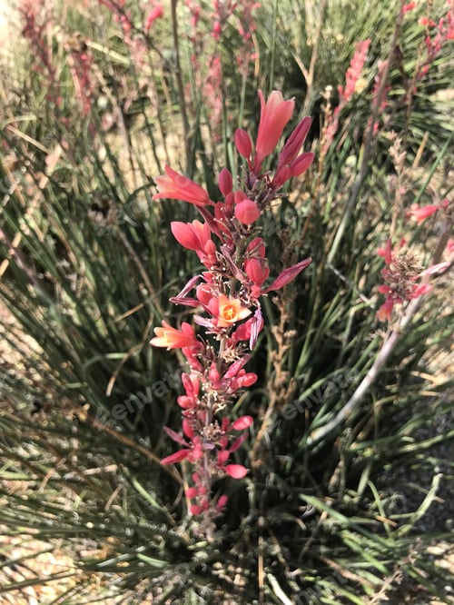 Preview: A Red Yucca Plant With Small Flowers 4570