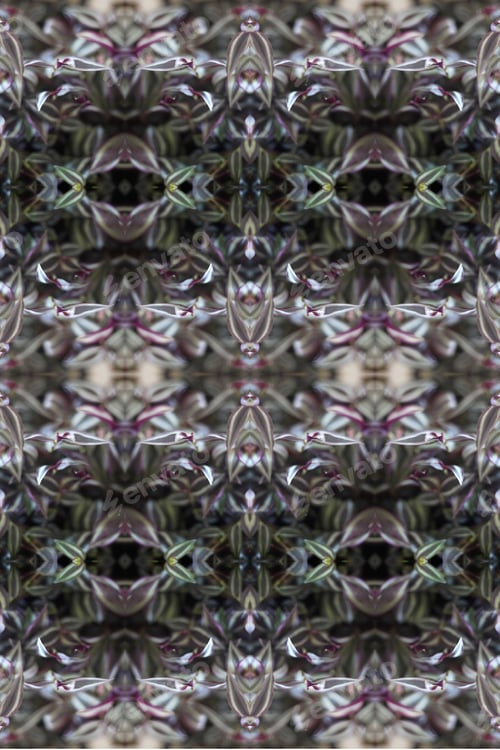 Preview: A Zebra-Patterned Inchplant Abstract With Purple And Green Leaves 0253