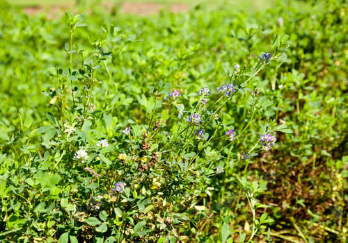 Preview: Cuphea Flowers Have Tiny Seeds That Are Used For Biofuels And Diesel