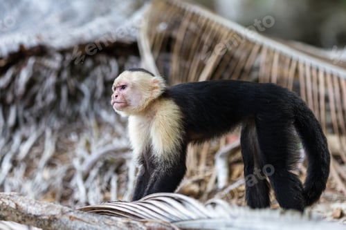 Preview: White Faced Monkey In Manuel Antonio Natural Park In Costa Rica