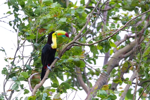 Preview: Keel Billed Tucan, A Beautiful Bird With Vivid Colors Perched On A Tree In The Rainforest Of Costa