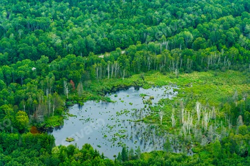 Preview: Aerial View Of Swamp Surrounded By Trees, Toronto, Ontario, Canada. Aerial Picture From Ontario