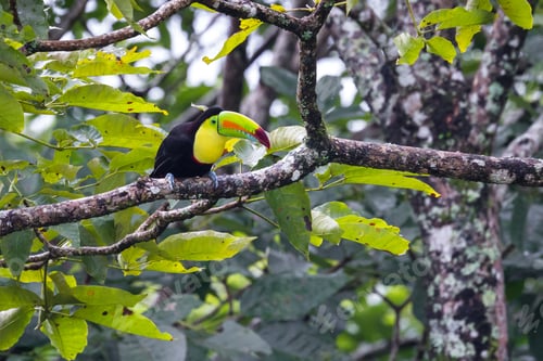 Preview: Keel Billed Toucan Perched On A Tree Branch In The Rainforest Of Costa Rica