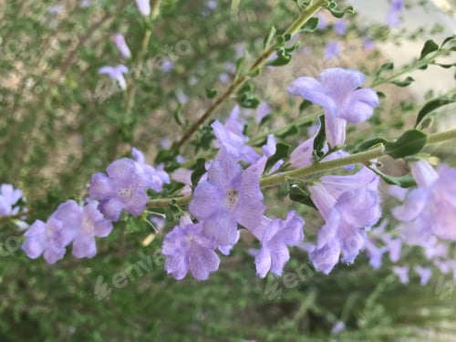 Preview: A Plant With Big Purple Flowers