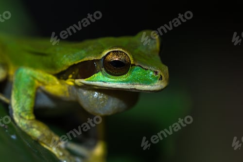 Preview: Close Up Of A Small Masked Frog On A A Large Green Leaf In Costa Rica