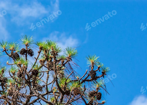 Preview: A Blue Sky Background With Pine Cones On Branches In The Lower Left Suitable For Christmas