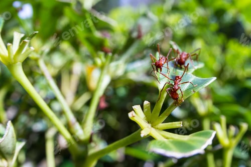 Preview: Leaf Cutter Ants Stripping Down A Decorative Plant In The Costa Rican Rainforest